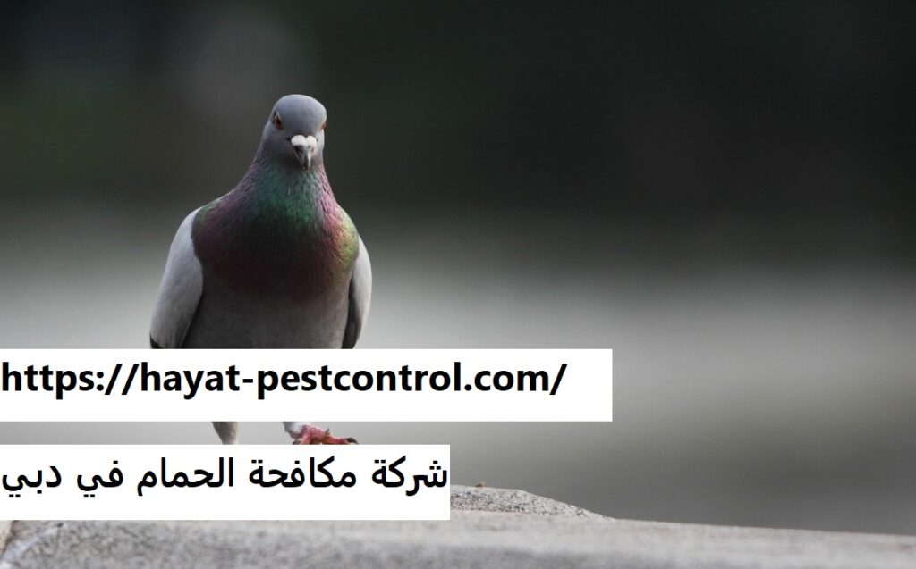 شركة مكافحة الحمام في دبي