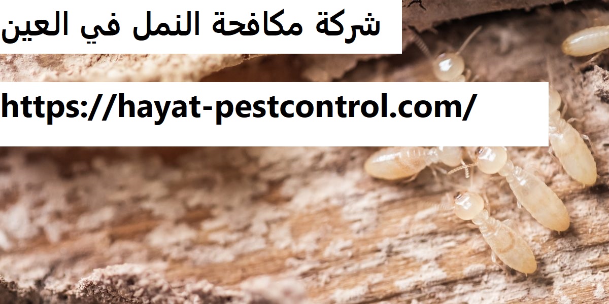 شركة مكافحة النمل في العين