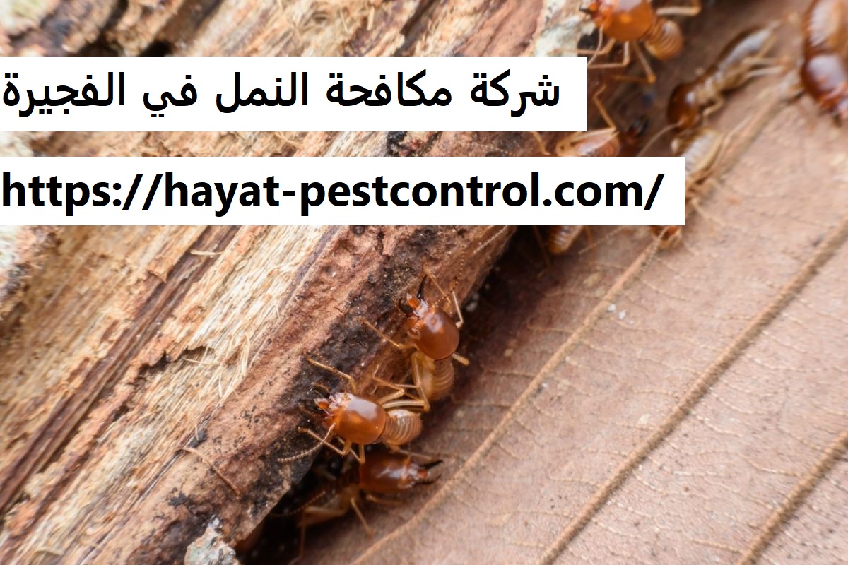 شركة مكافحة النمل في الفجيرة