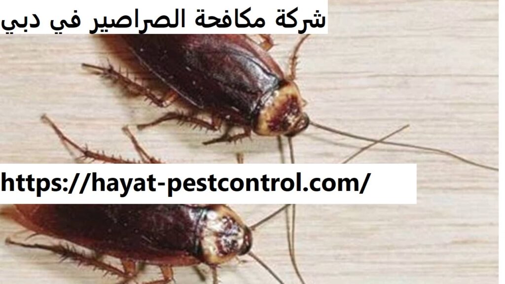 شركة مكافحة الصراصير في دبي