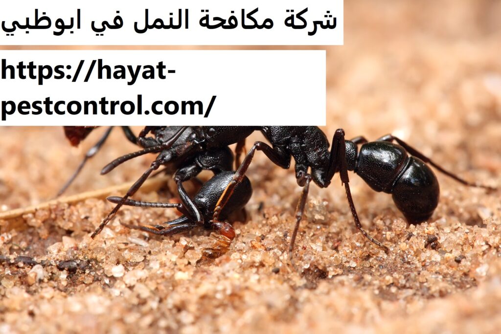 شركة مكافحة النمل في ابوظبي