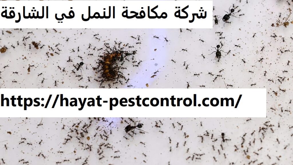 شركة مكافحة النمل في الشارقة