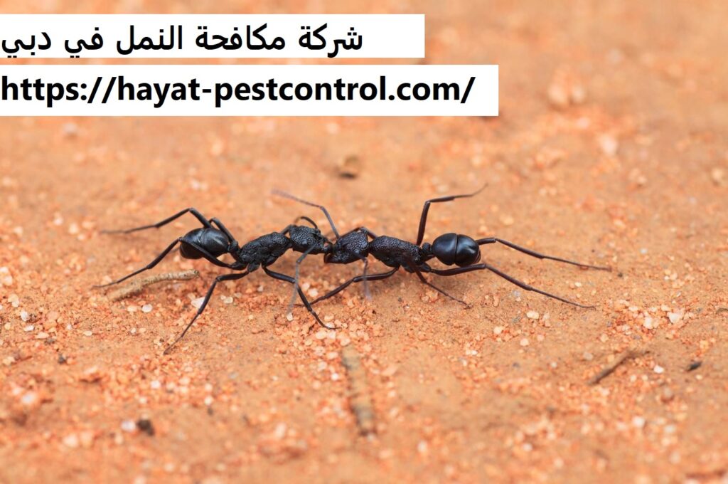 شركة مكافحة النمل في دبي