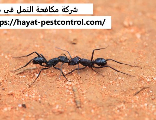 شركة مكافحة النمل في دبي |0527868023| طرد النمل