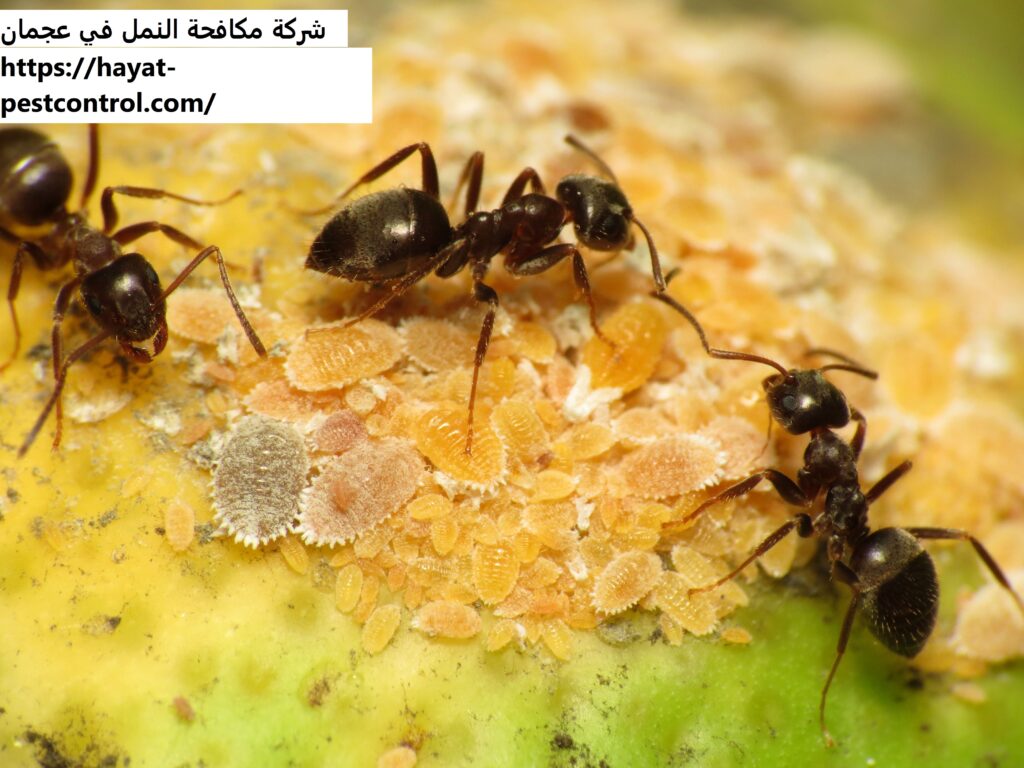 شركة مكافحة النمل في عجمان