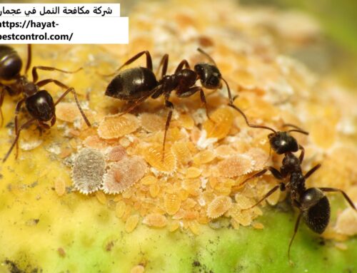شركة مكافحة النمل في عجمان |0527868023| ابادة النمل