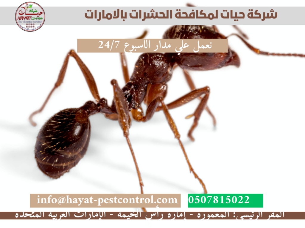 مكافحة النمل الأبيض بالامارات