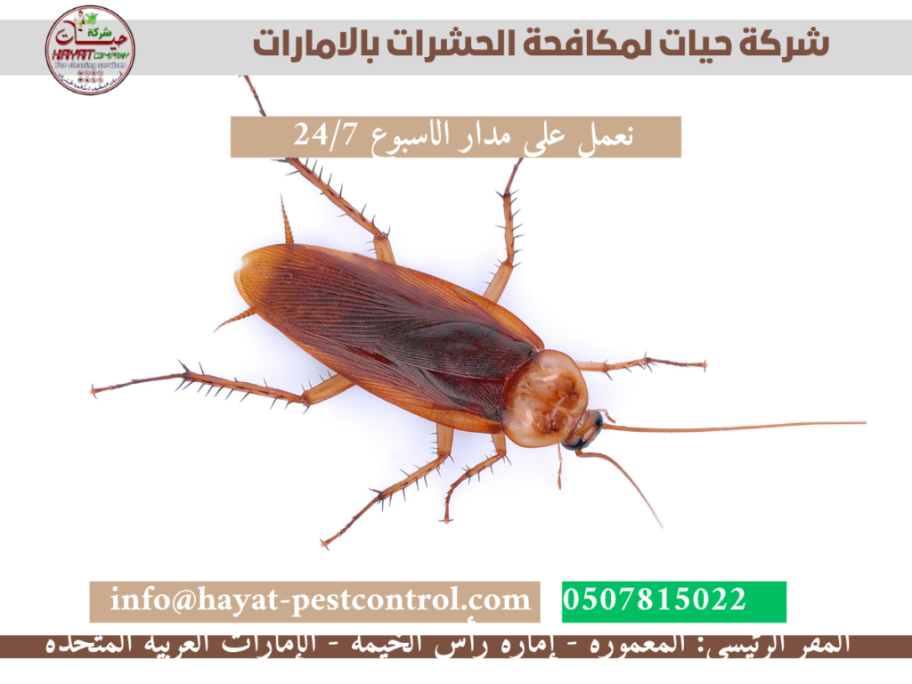 شركة مكافحة الصراصير بالامارات