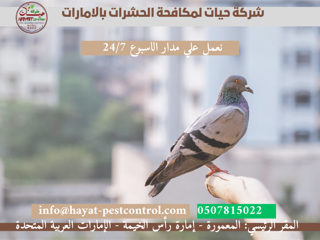 مكافحة الحمام بالامارات
