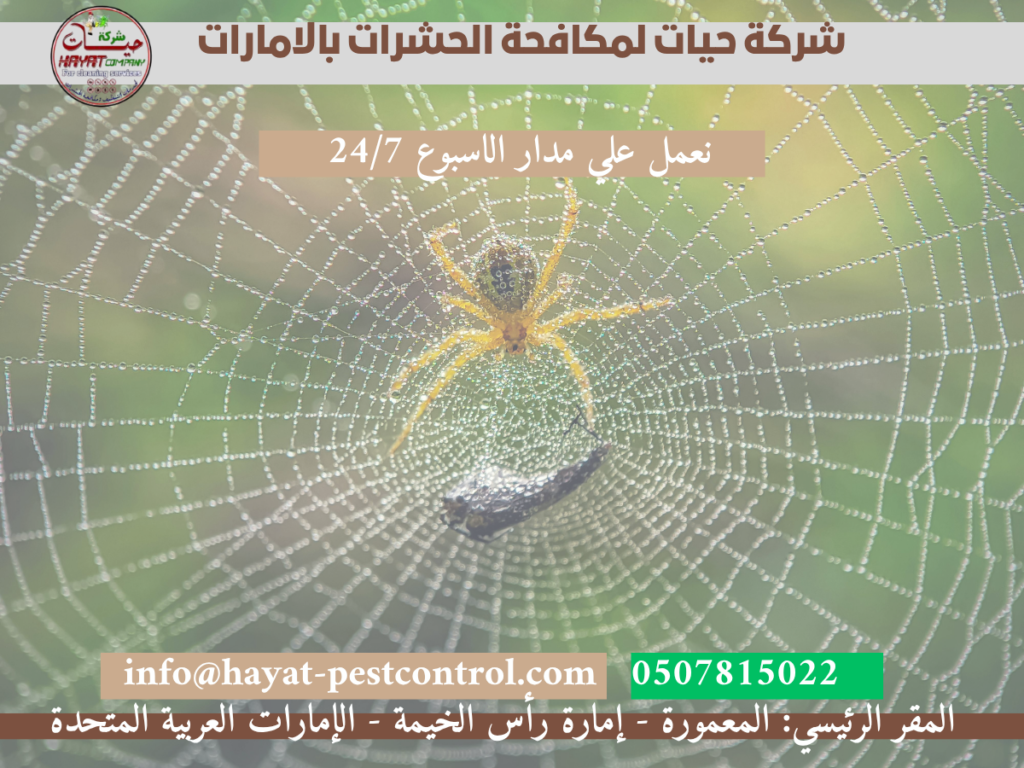 شركة مكافحة العناكب في الامارات