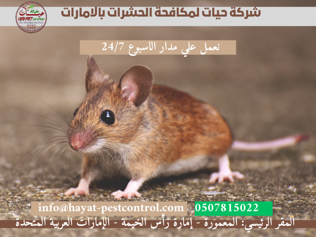 شركة مكافحة الفئران بالامارات