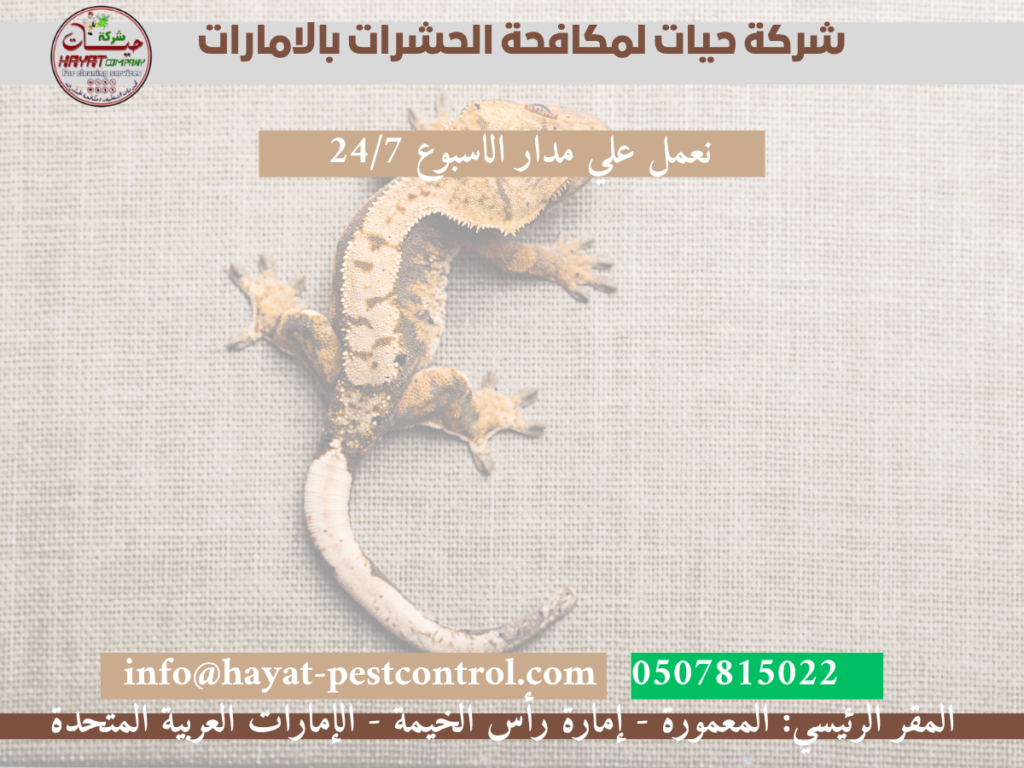 مكافحة الوزغ بالامارات